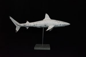 Requin pointes noires à l’affût