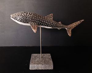 Requin baleine sous la surface