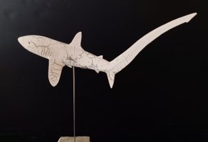 Requin renard, furtif