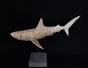 Requin tigre à l&rsquo;affût